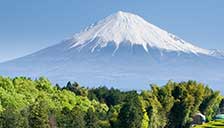 Japan Grüntee Japan Grüntee