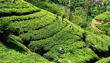 Nepal Nepal
