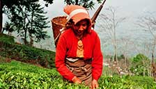 Darjeeling Darjeeling