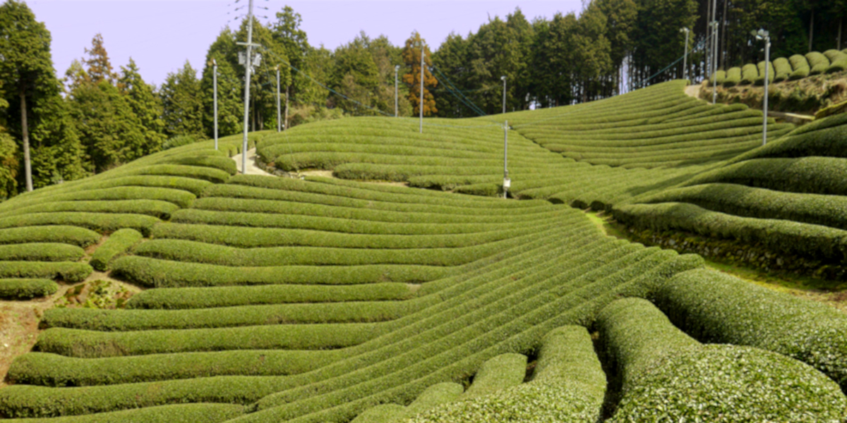 Gyokuro: Herkunft, Produktion und Zubereitungstipps zum Spitzengrüntee